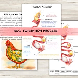 Könnte beinhalten: Lehrreiche Darstellung des Eibildungsprozesses bei einem Huhn. Das Bild enthält beschriftete Diagramme von Eierstock, Infundibulum, Uterus und anderen Teilen sowie einen Querschnitt eines Huhns.