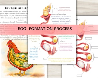 Può includere: Diagramma educativo che illustra il processo di formazione delle uova in una gallina. L'immagine include diagrammi etichettati dell'ovaio, dell'infundibulum, dell'utero e di altre parti, insieme a una sezione trasversale di una gallina.
