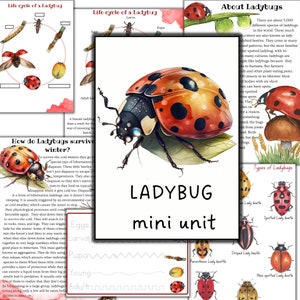 Estudio unitario de Ladybug, rompecabezas imprimible de Ladbug, tarjetas de 3 partes de Ladybug, actividades imprimibles de Ladybug