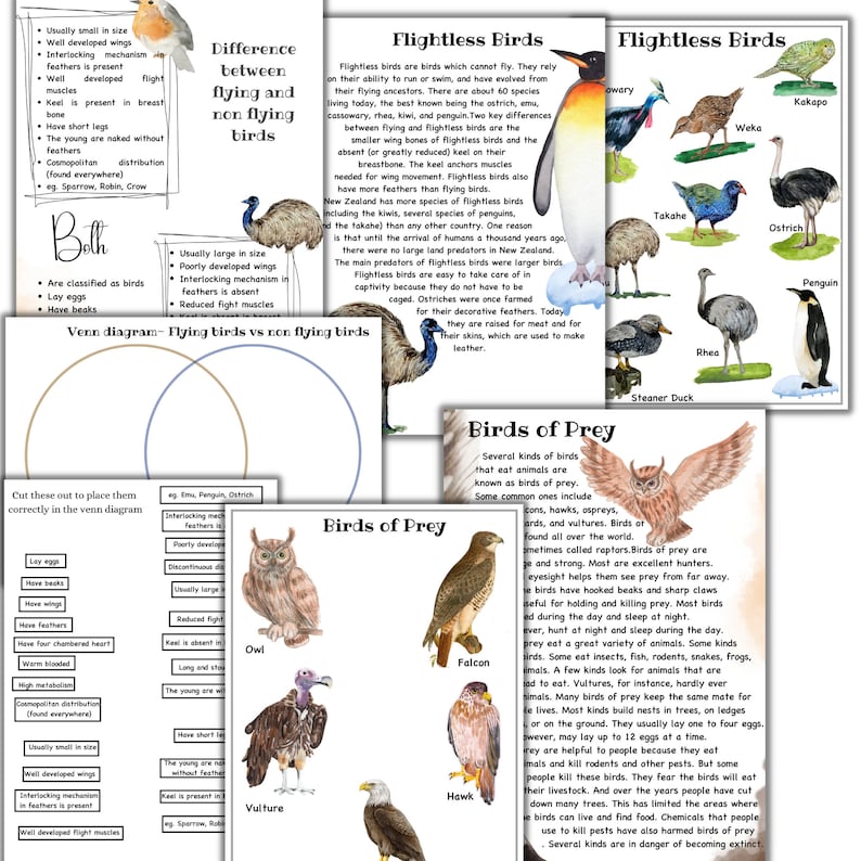 May include: Colorful educational chart with illustrations of different types of birds, including flightless birds, birds of prey, and flying birds. The chart includes descriptions of each type of bird and their characteristics.