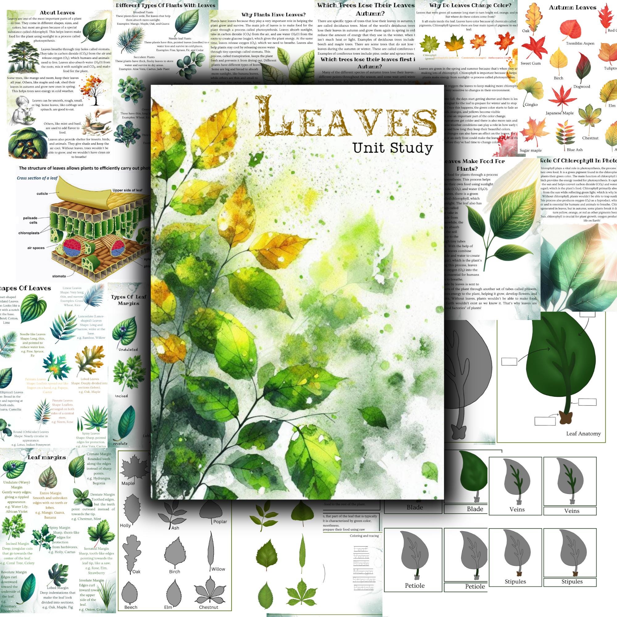 Leaves Unit Study, Photosynthesis, Leaf Anatomy, Leaf Anatomy 3