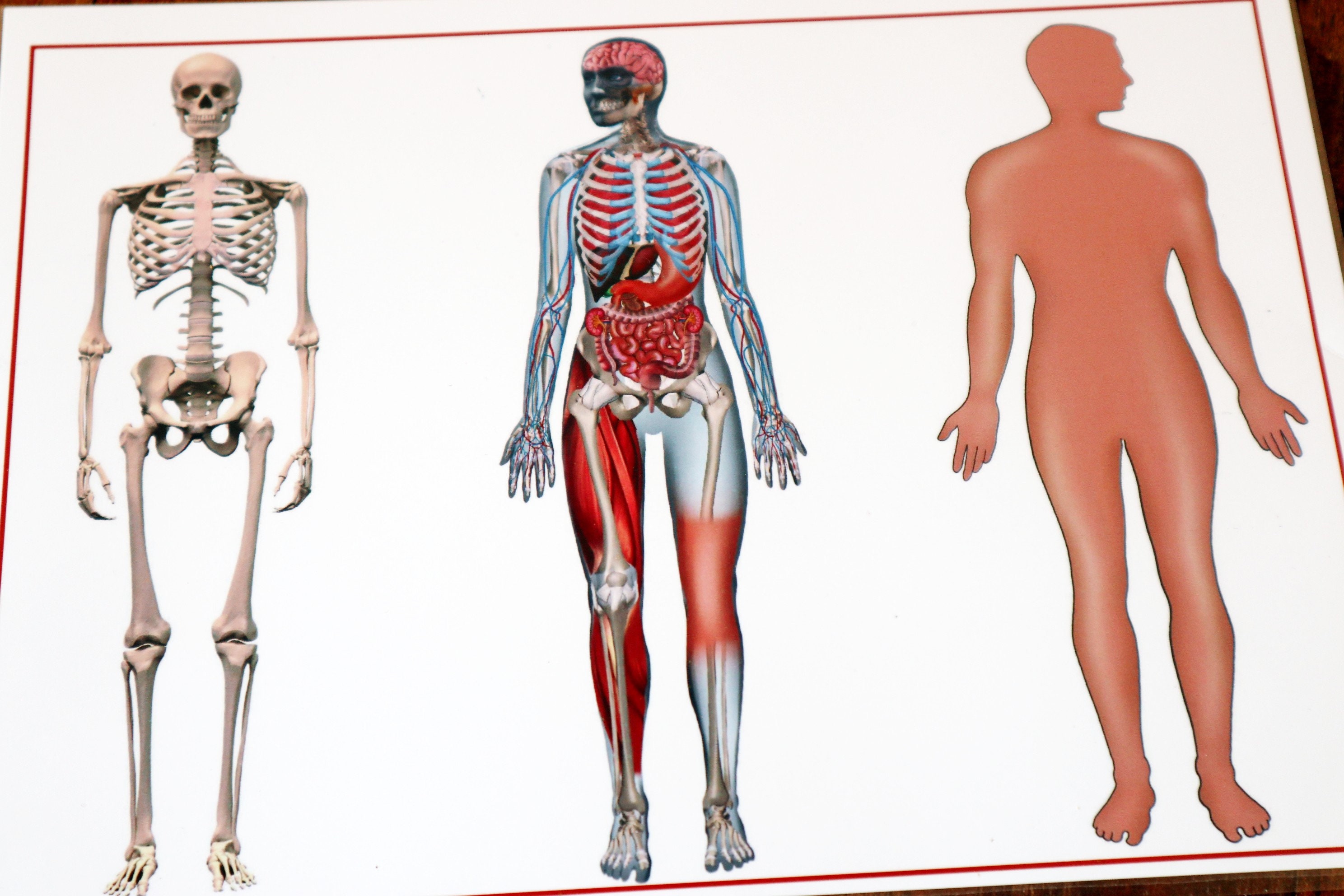 Skeleton Ha Human Skeleton Printable Activity, Human Body Unit, Biology, Science ...