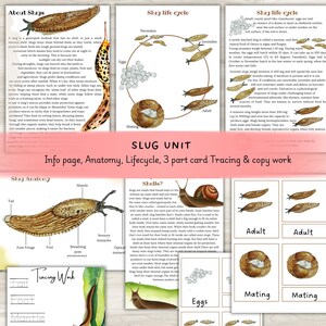 May include: Educational slug unit with info page, anatomy diagram, and lifecycle chart. Includes tracing and copy work cards. Features detailed illustrations of slugs, eggs, and their life stages.