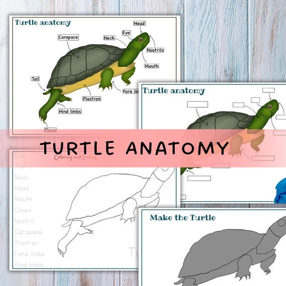 Tortoise Anatomy Organs