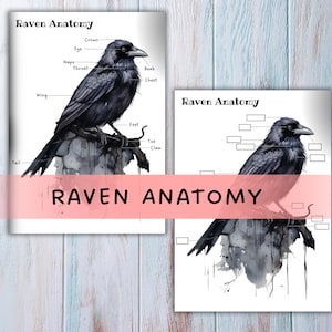 Raven Anatomy, raven printable, Raven study