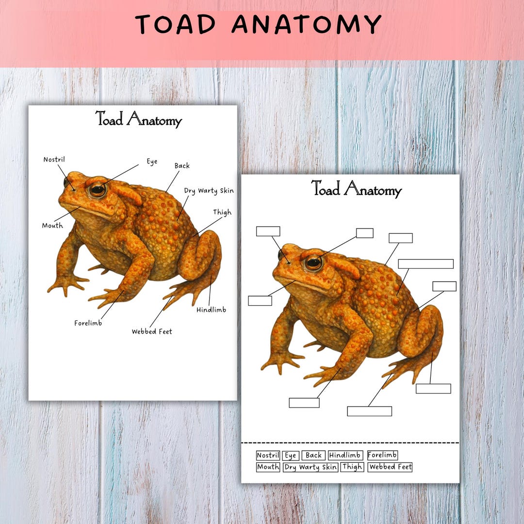 Toad Anatomy - Etsy