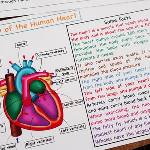 Activité à imprimer sur l'anatomie du coeur humain, puzzle coeur, cartes de nomenclature des coeurs, coloriage coeur, sciences pour enfants, jouet de biologie, unité du corps humain