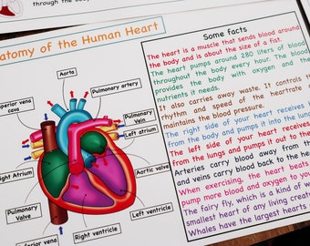 Human Heart Anatomy Printable Activity, Heart Puzzle, Heart Nomenclature cards , Heart coloring, Kids Science, Biology toy, Human body unit