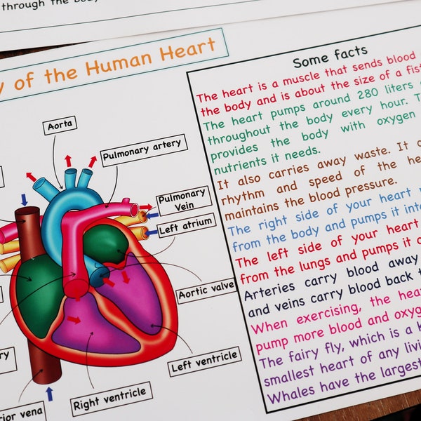 Human Heart Anatomy Printable Activity, Heart Puzzle, Heart Nomenclature cards , Heart coloring, Kids Science, Biology toy, Human body unit