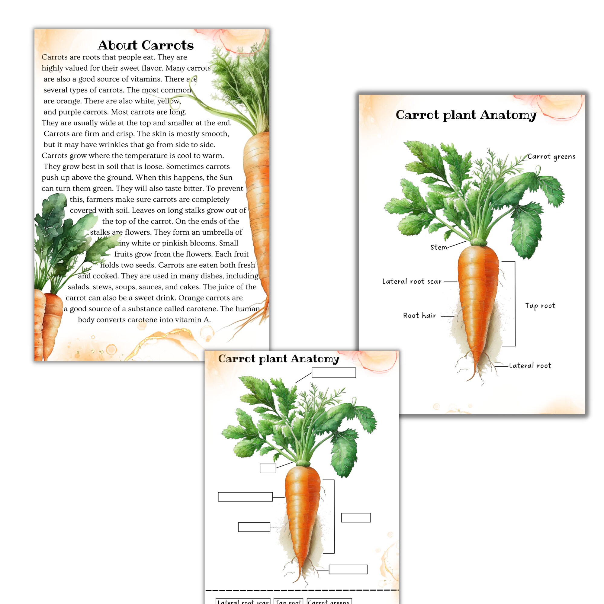 🪴 Garden Activities Bundle  Montessori Printables by Carrots Are