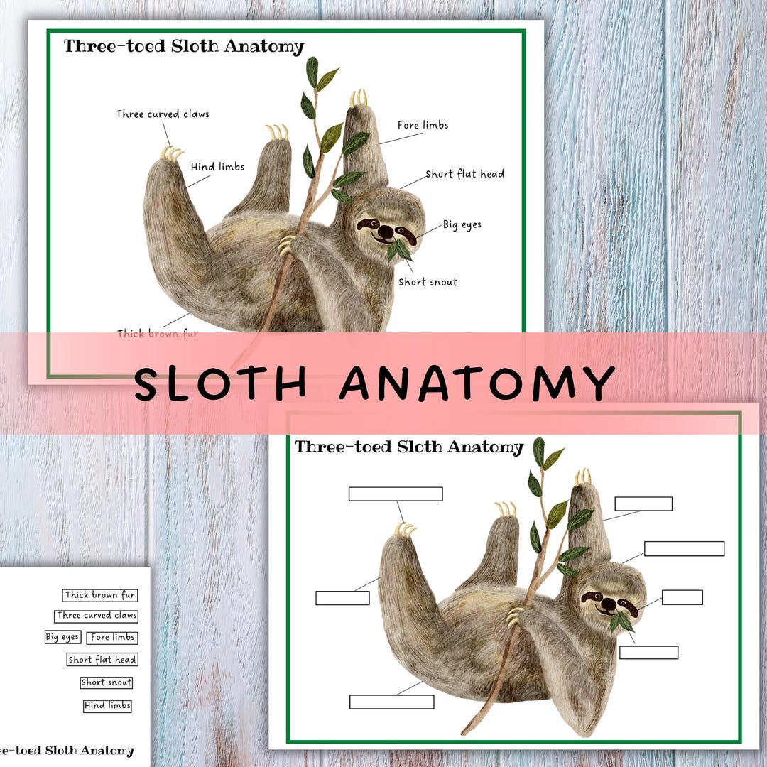 Sloth Anatomy Sloth Printable Etsy Sloth Anatomy Sloth Printable Etsy