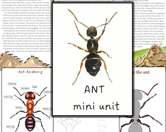 Estudio de mini unidad de hormigas, rompecabezas imprimible de hormigas, actividades imprimibles de hormigas, estudio de la naturaleza, actividades de insectos, estudio de insectos, actividades de colonia de hormigas