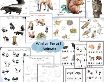 Winter Forest Animals unit study, Winter activities, Animal tracks unit, winter nature study, Winter homeschool