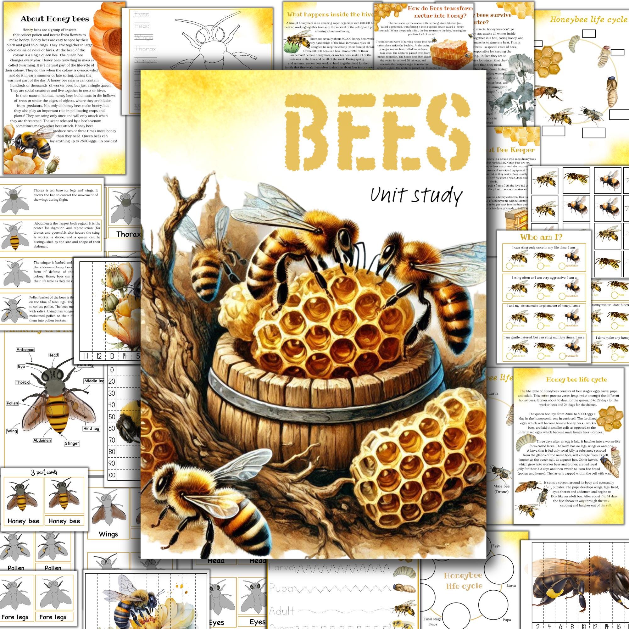 Honey bee unit study, Honey bee puzzle printable, Honey bees anatomy, Honey bee 3 part cards, Honey bee printables, Nature unit study,