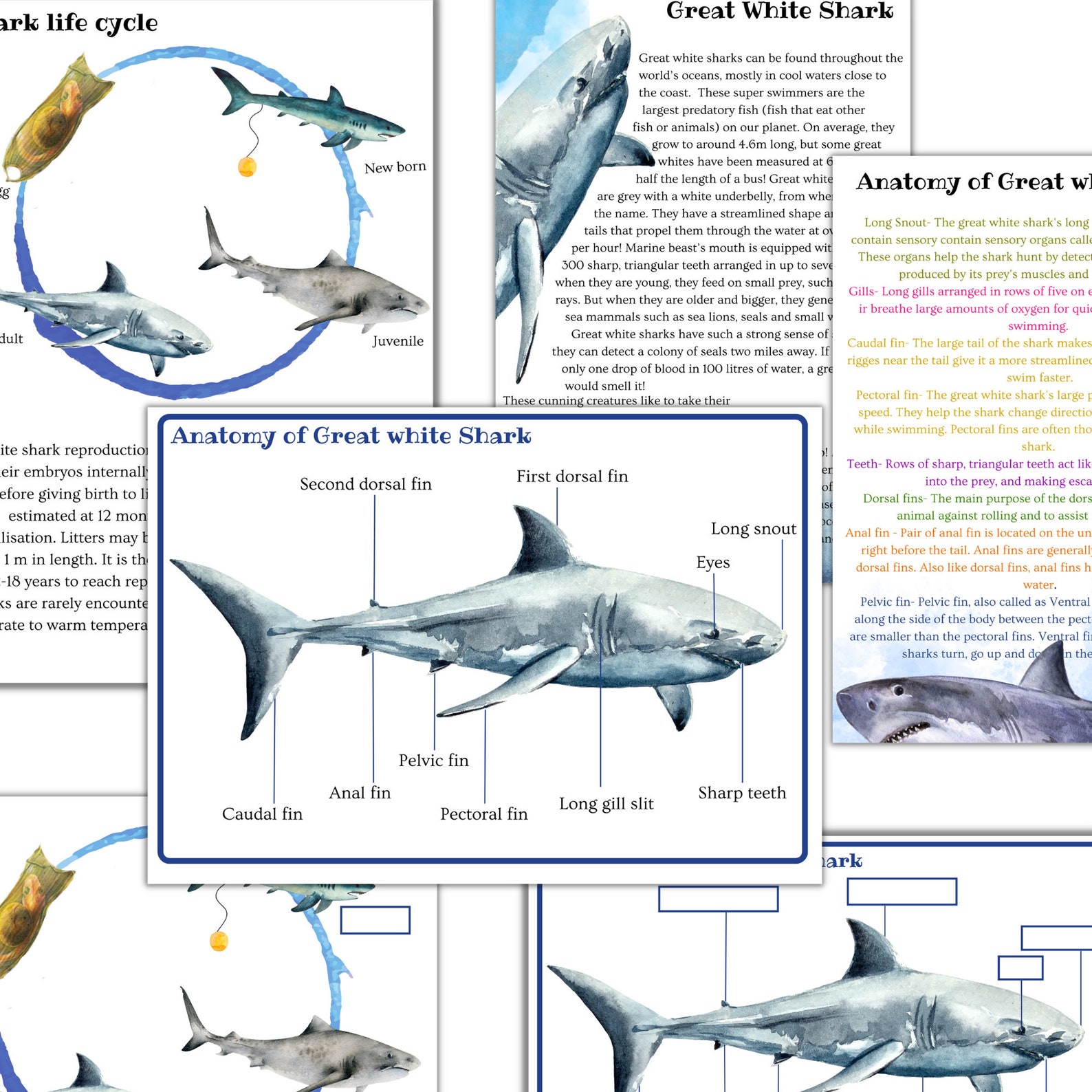 Fish Unit Study, Fish Printable Puzzle, Fish Activities, Shark Unit ...