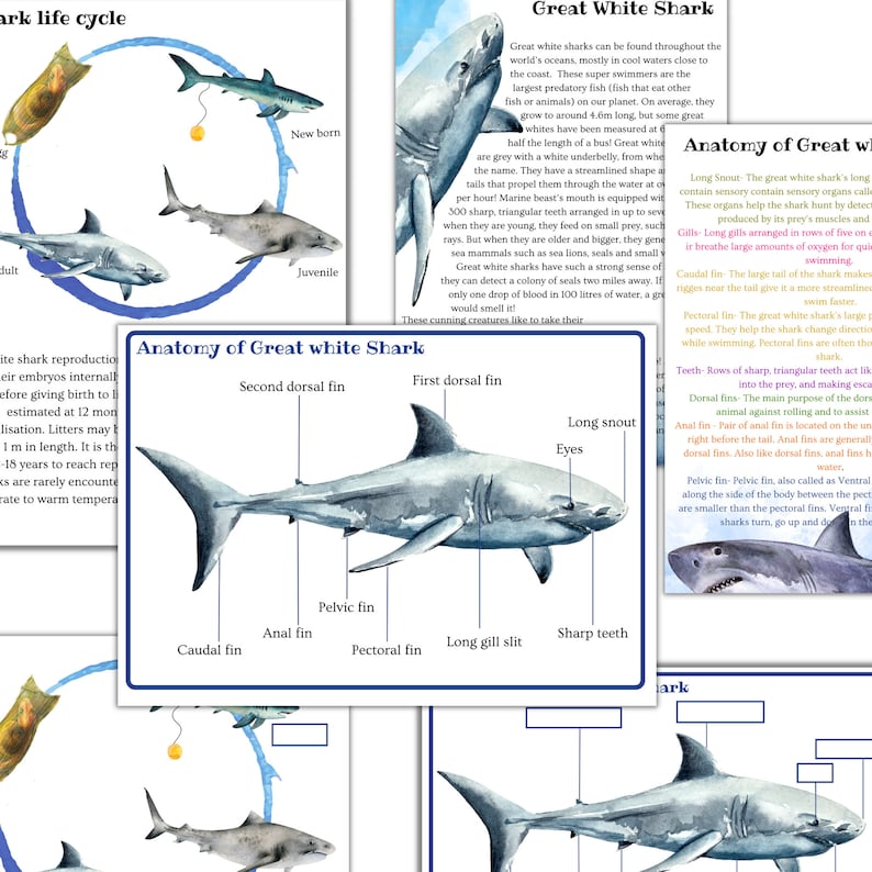 Fish Unit Study Fish Printable Puzzle Fish Activities Shark Etsy