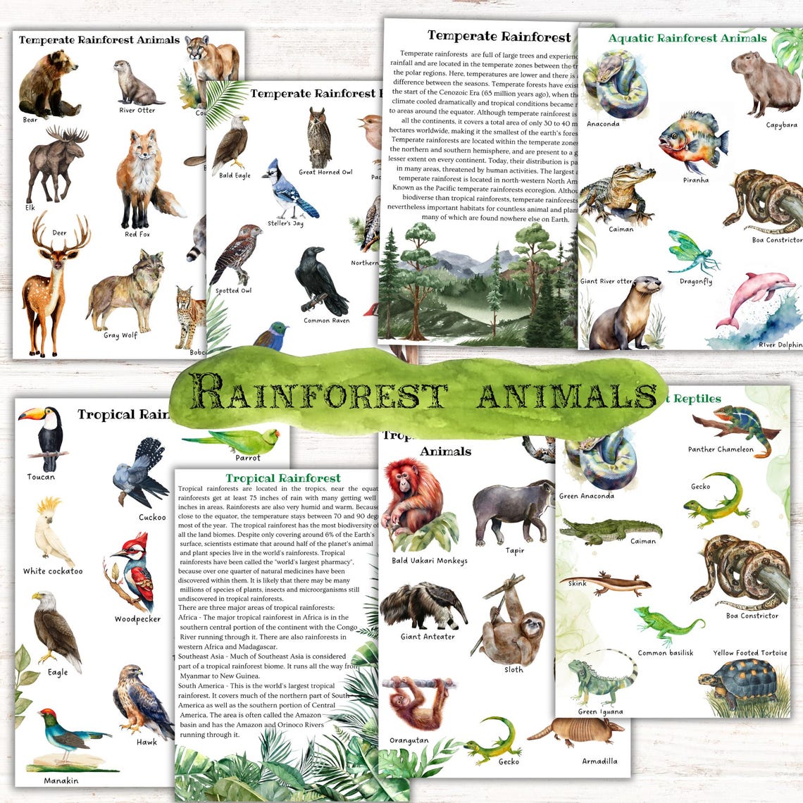 Rainforest Unit Study, Biome Unit , Rainforest Animals Worksheets ...