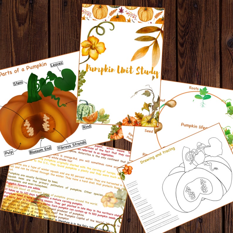 Pumpkin unit study printable, Pumpkin lifecycle, Parts of Pumpkin, Pumpkin 3 part cards, Pumpkin puzzle , Fall activity, Halloween activity image 4