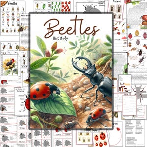 studio unitario sui coleotteri, studio unitario sulle coccinelle, carte in 3 parti sulle coccinelle, attività sui coleotteri, puzzle sugli insetti, cervo volante, mini bestia, libro sugli insetti