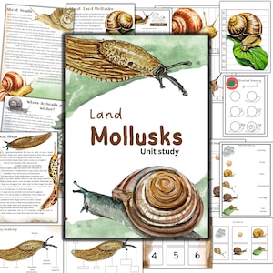 Snail unit study, Garden Snail printable,  nature study, Summer printable activity, Home school activity, Mollusk study, Garden nature study