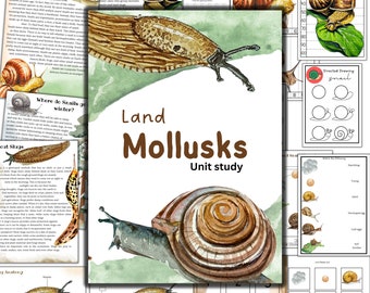 Snail unit study, Garden Snail printable,  nature study, Summer printable activity, Home school activity, Mollusk study, Garden nature study