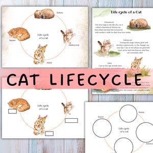 Könnte beinhalten: Lehrreiches Poster, das den Lebenszyklus einer Katze zeigt, mit Aquarellillustrationen von Kätzchen, Jugendlichen, Erwachsenen und älteren Katzen. Der Text "CAT LIFECYCLE" ist prominent dargestellt.