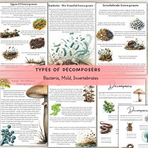 May include: A detailed educational poster titled "Types of Decomposers" featuring illustrations and descriptions of bacteria, mold, and invertebrates. The poster includes images of mushrooms, maggots, and earthworms, with text explaining their roles in decomposition.