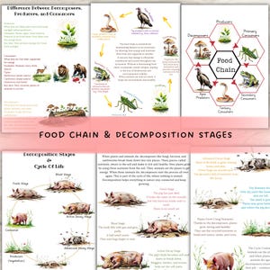 May include: Educational posters illustrating the food chain and decomposition stages. The posters feature diagrams of producers, consumers, and decomposers, along with the cycle of life, including fresh, active decay, and advanced decay stages.