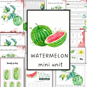 Wassermelonen-Mini-Einheitenstudie, Sommeraktivität, Fruchtaktivität, Wassermelonenlebenszyklus, Wassermelonenanatomie