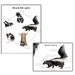 Skunk Mini Unit Study, Skunk Anatomy, Skunk Life Cycle, Summer Activity