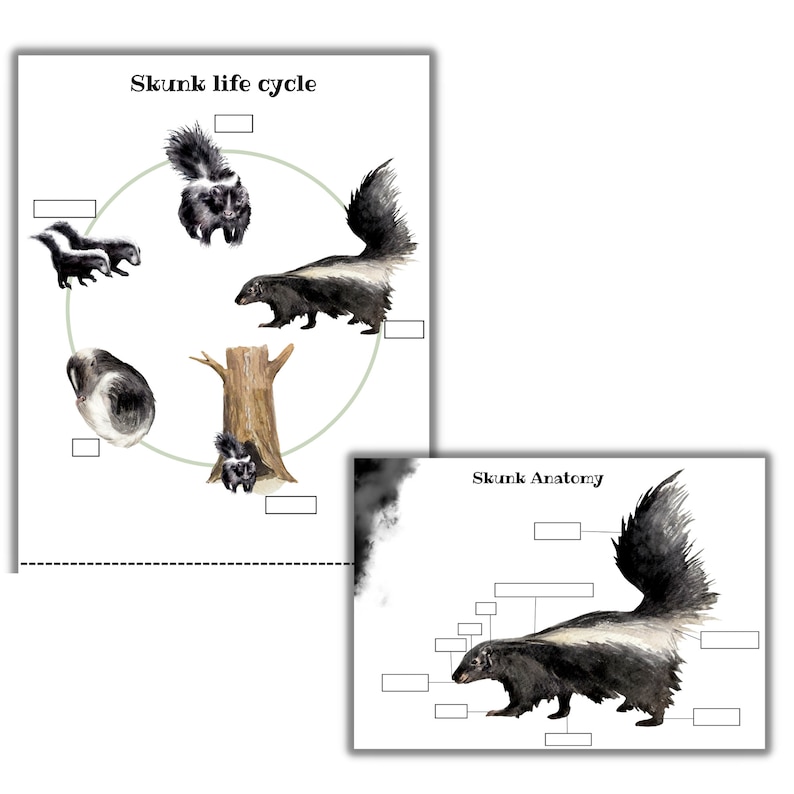 Skunk Mini Unit Study Skunk Anatomy Skunk Life Cycle Summer - Etsy