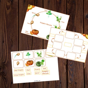 Pumpkin unit study printable, Pumpkin lifecycle, Parts of Pumpkin, Pumpkin 3 part cards, Pumpkin puzzle , Fall activity, Halloween activity image 5