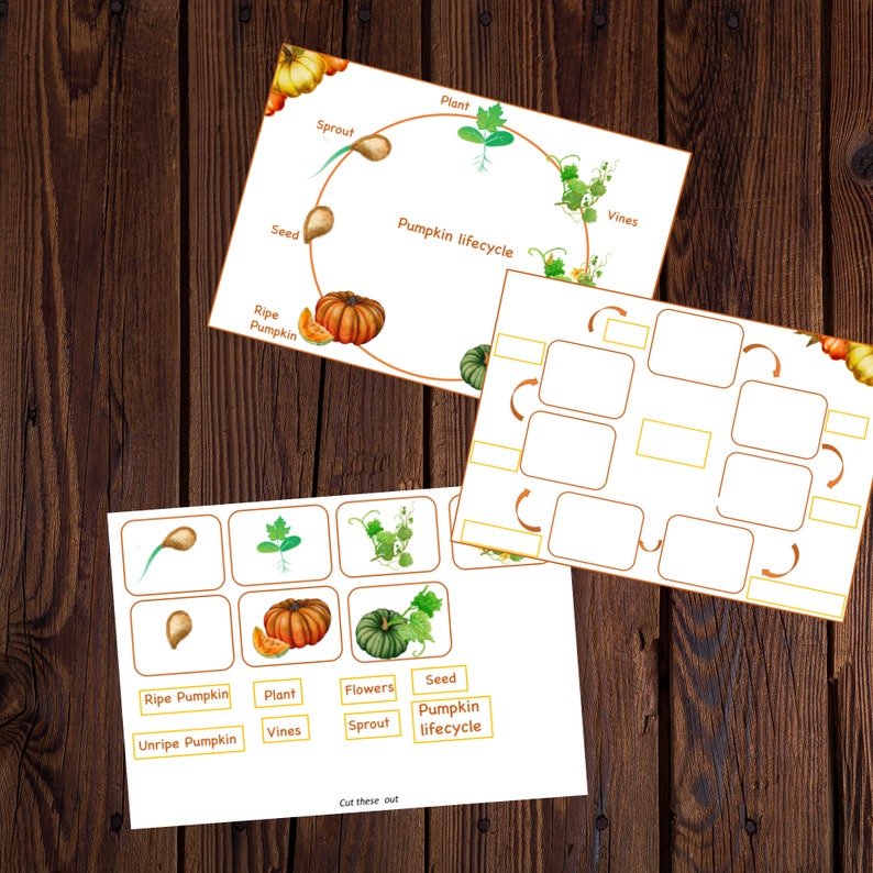 Pumpkin unit study printable, Pumpkin lifecycle, Parts of Pumpkin, Pumpkin 3 part cards, Pumpkin puzzle , Fall activity, Halloween activity image 5