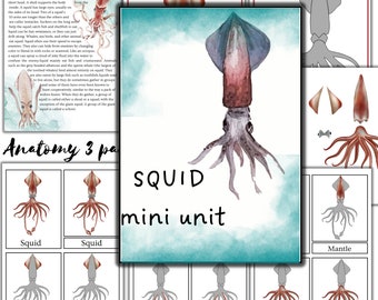 May include: A printable educational resource for learning about squid anatomy. The resource includes a diagram of a squid with labels for its different body parts, as well as a section on how to make a squid out of paper.
