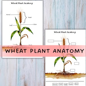 以下が含まれることがあります： 小麦の植物解剖図の2つの水彩イラスト。1つ目は、カーネル、ヘッド、葉、茎、根のラベルが付いた詳細な図です。2つ目は、空白のスペースがある小さなバージョンです。「WHEAT PLANT ANATOMY」というテキストが表示されています。