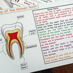 Activité imprimable d'anatomie de dent humaine, cartes de nomenclature de dent, coloration de dent, science d'enfants, science de montessori, unité de corps humain