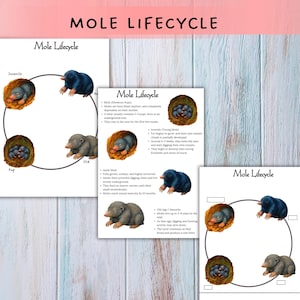 May include: Educational print featuring the mole lifecycle, with illustrations of moles at different stages. The print includes text describing the mole's development from newborn pups to adult moles. The title "Mole Lifecycle" is at the top.