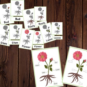 Partes de una planta, anatomía de una planta, tarjetas de 3 partes de planta, Rompecabezas de plantas imprimibles, Botánica Montessori, estudio de unidad de naturaleza, rompecabezas