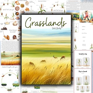 Puede incluir: Un póster educativo colorido sobre pastizales con una ilustración de acuarela de un campo de hierba con un cielo azul y algunos animales. El póster incluye texto sobre el ciclo de vida del trigo y cómo se hace el pan. El póster también incluye un diagrama de un ecosistema de pastizales.