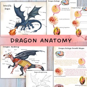 Può includere: Poster educativo con il titolo "Anatomia del Drago" con illustrazioni delle parti di un drago, dell'anatomia interna e delle fasi di sviluppo dell'embrione. Include diagrammi etichettati e descrizioni testuali.