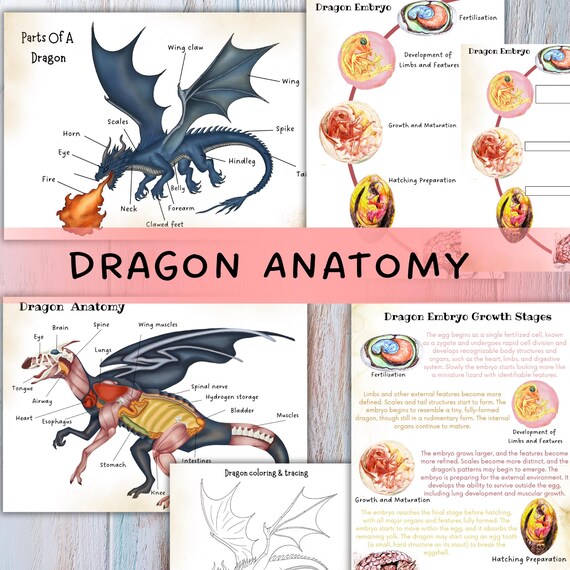 Anatomy Of Dragons