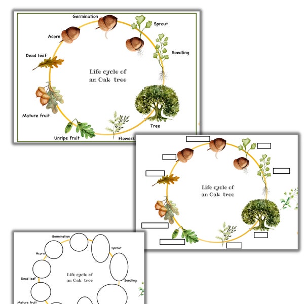 Oak tree life cycle, Oak trees, tree unit study, acorn life cycle  tree cycle, trees printable activities, nature unit study