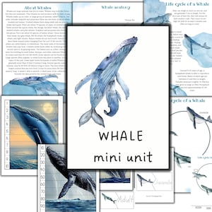 Whale mini unit study, Whale life cycle, whale anatomy, Nature study