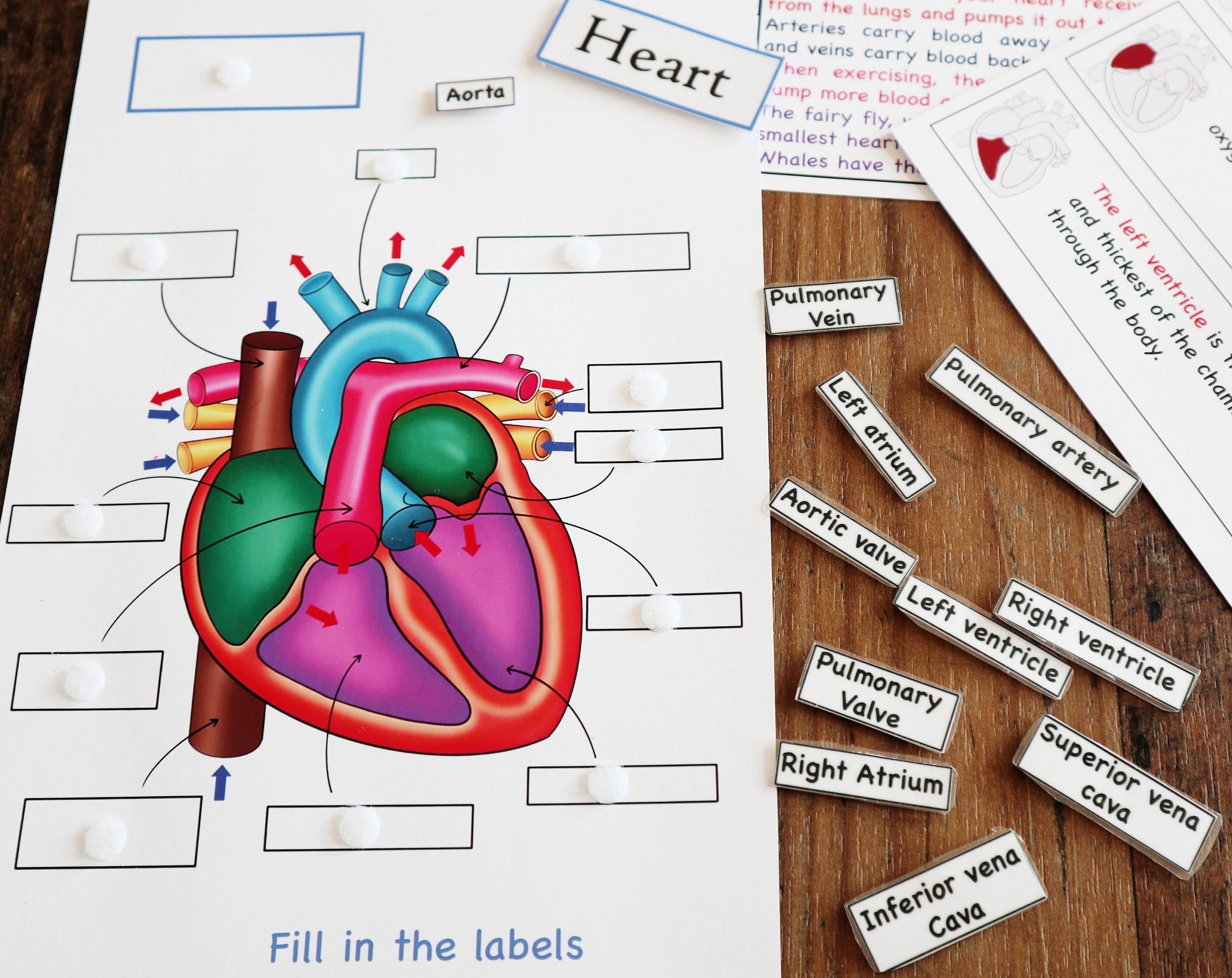 Human Heart Anatomy Printable Activity Heart Puzzle Heart Etsy UK