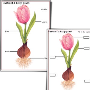 Jednostka tulipana, części tulipana, Tulip Lífe, badanie natury, jednostka badawcza florwoer, edukacja domowa o kwiatach, jednostka badawcza wiosenna,