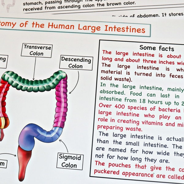 Human Large intestines Anatomy Printable Activity, Large intestines Puzzle, Large intestines coloring, Montessori science, Human body unit