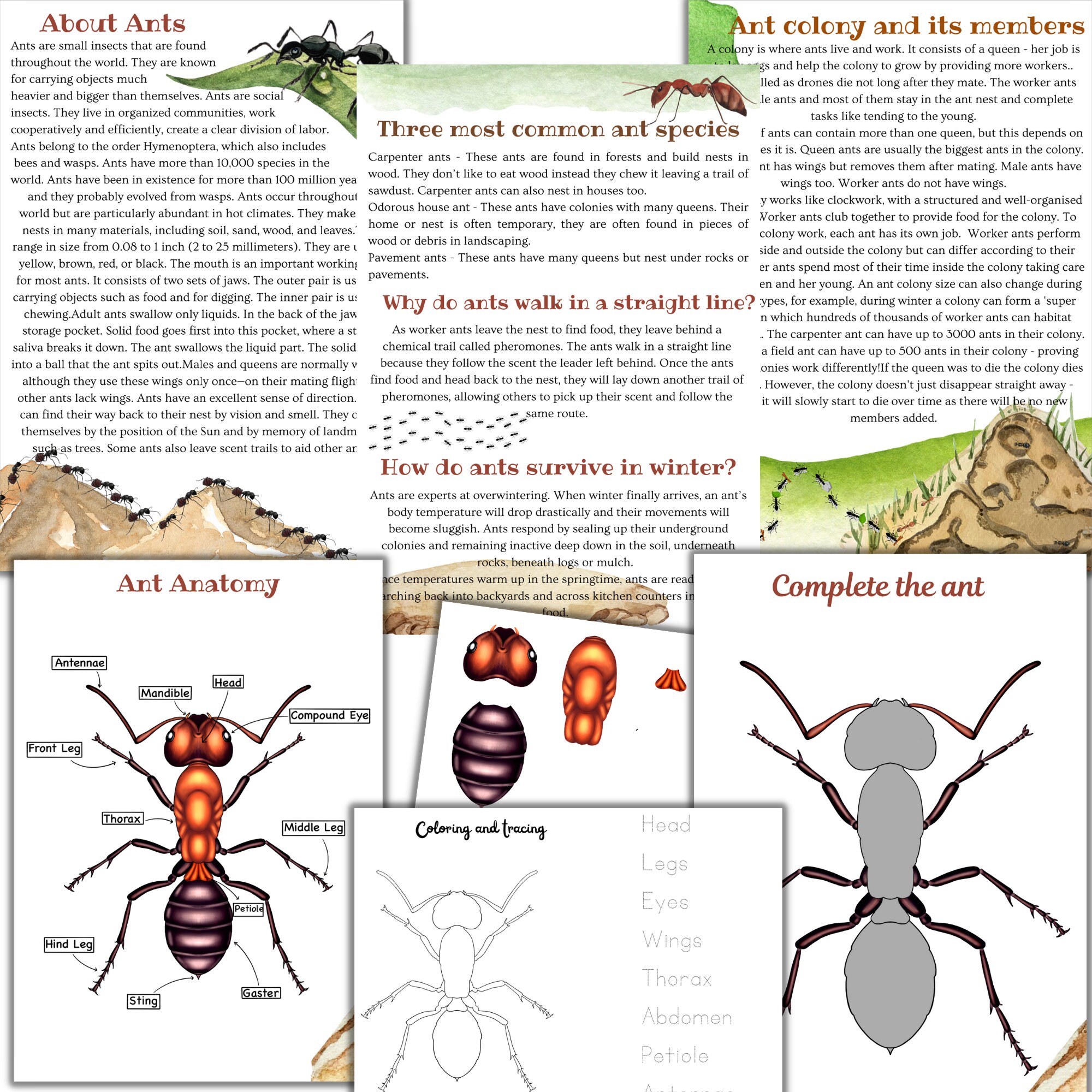 Insect Unit Study Insects Unit Study, Mini Beast Study, Grasshopper Unit, Ant Unit ...