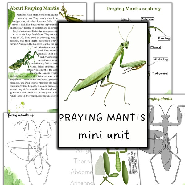 Studio della mini unità della mantide religiosa, attività della mantide religiosa, studio degli insetti, mini bestia