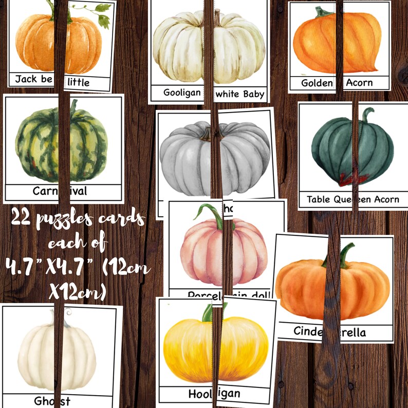 Pumpkin unit study printable, Pumpkin lifecycle, Parts of Pumpkin, Pumpkin 3 part cards, Pumpkin puzzle , Fall activity, Halloween activity image 9