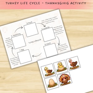 Op de afbeelding: Een werkblad over de levenscyclus van een kalkoen voor Thanksgiving met een circulair diagram met vijf genummerde vakken voor de stadia: ei, uitkomst, kuiken, juveniel en volwassen. Bevat een apart blad met vijf kleurrijke kalkoenillustraties.
